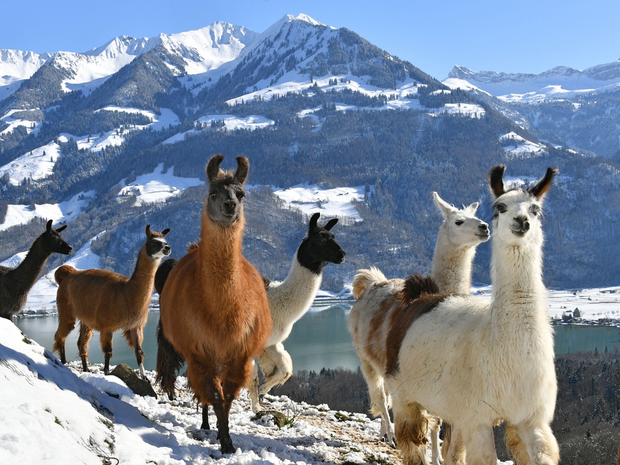 Razgledavanje imanja i lagana šetnja s lamama uz Sarnersee