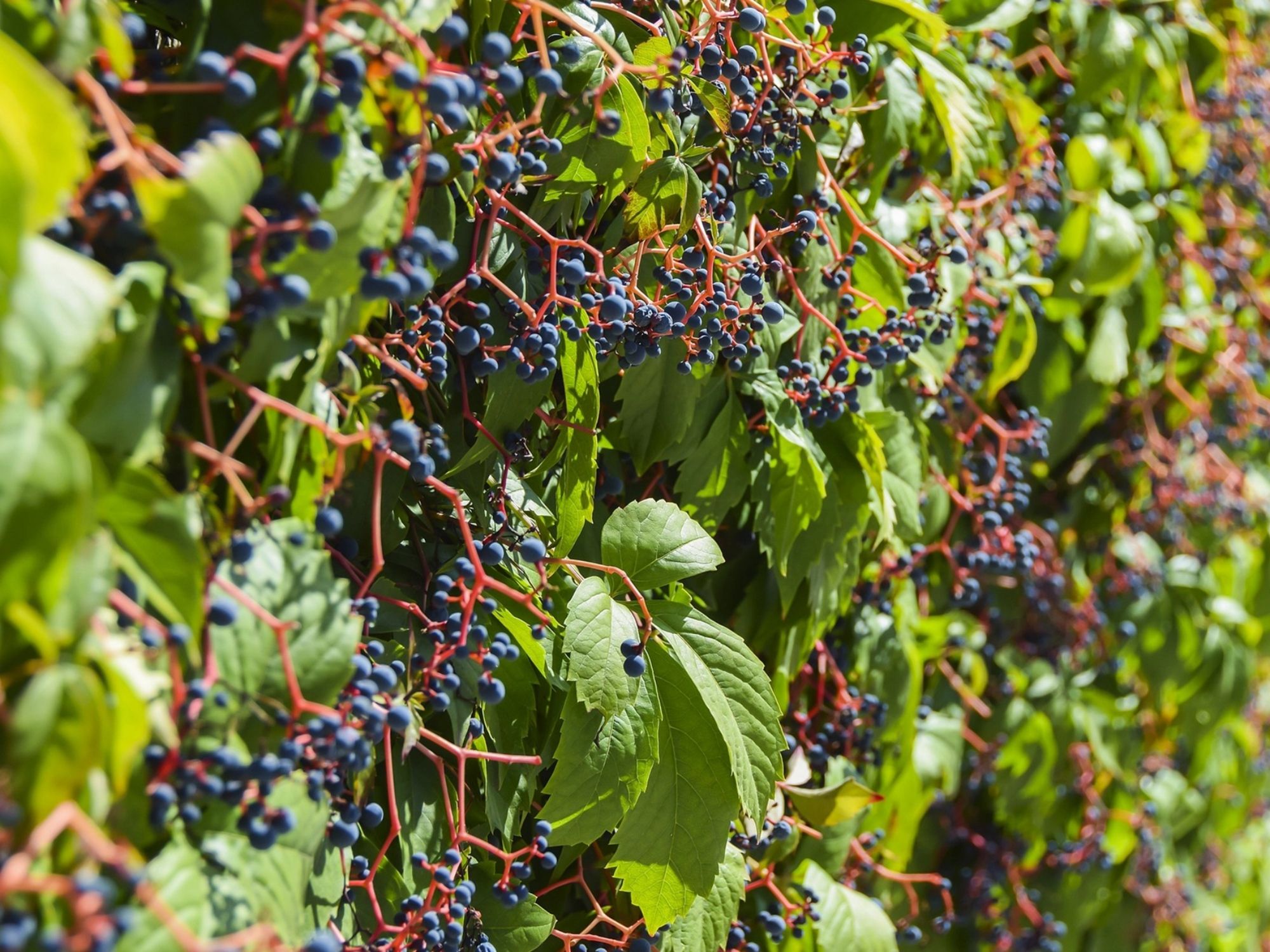 vina-plavby-2024-horor-02 kopie