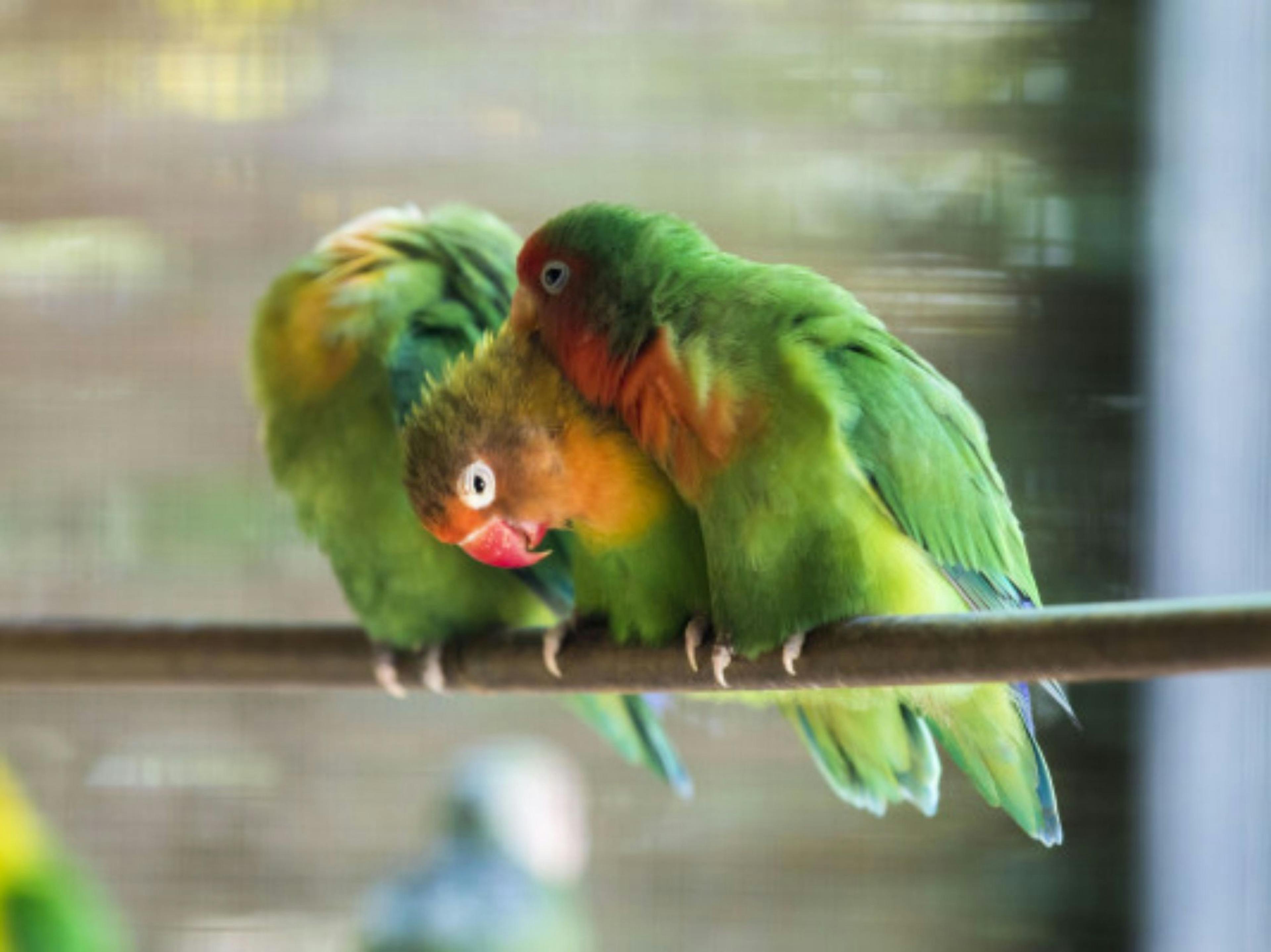 Dagsbillet Zoo al Maglio