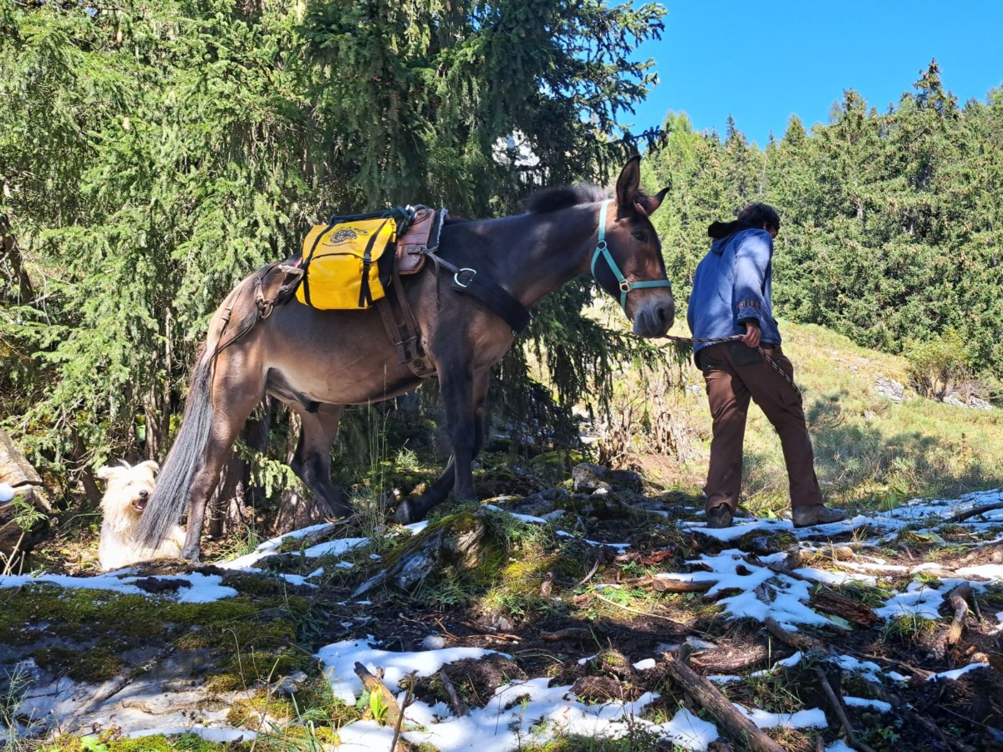 Maultiere, Natur & Raclette am Seeufer