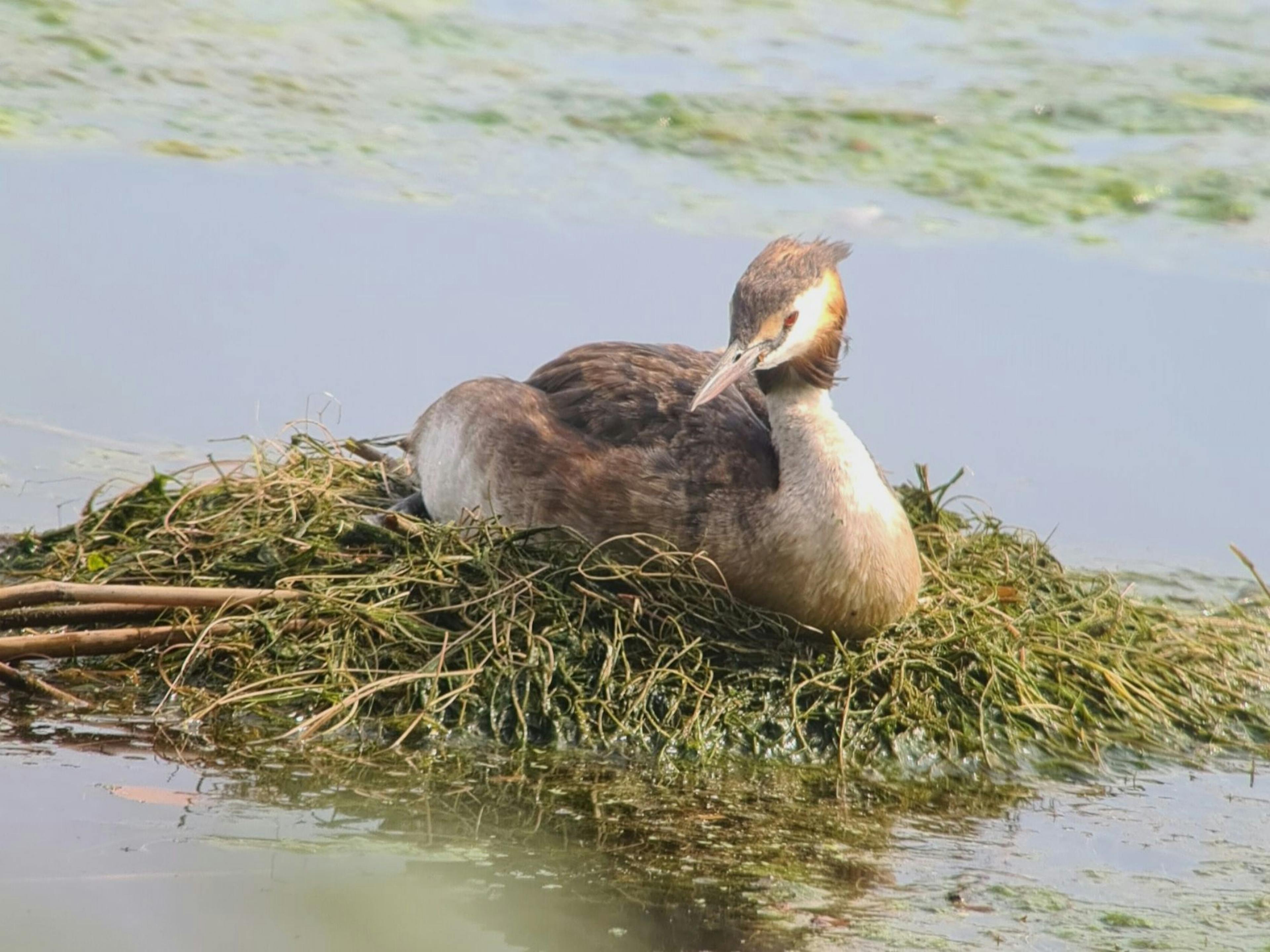 Private Natursafari am Zürichsee ab Rapperswil