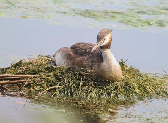 Private Natursafari am Zürichsee ab Rapperswil