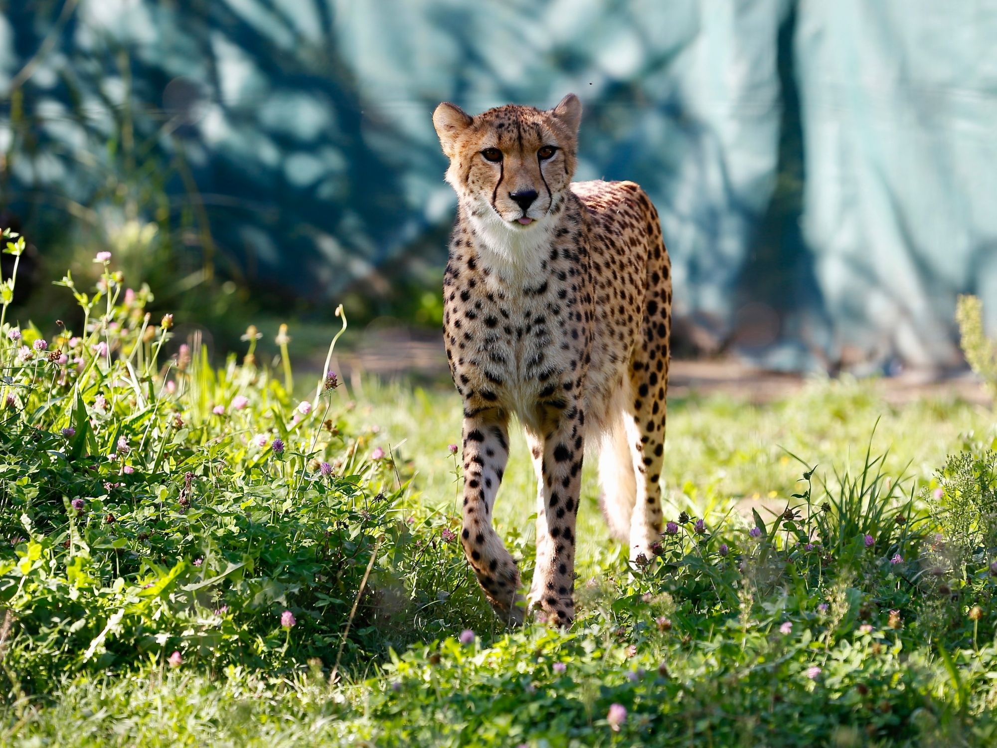 สวนสัตว์สำหรับเด็กที่เกปาร์ด-ไคนส์