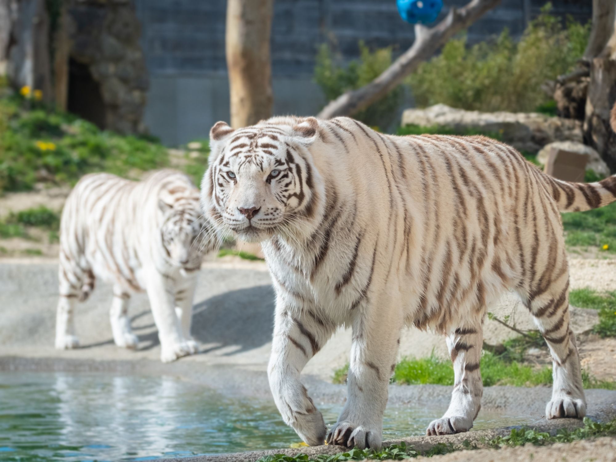 Crémines 的 Sikypark 票