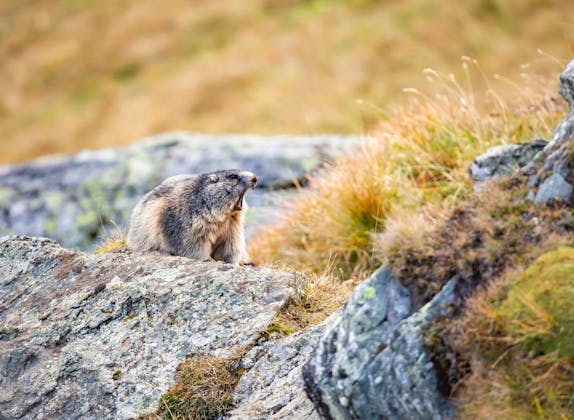 Observación de animales salvajes: marmotas en Heidiland