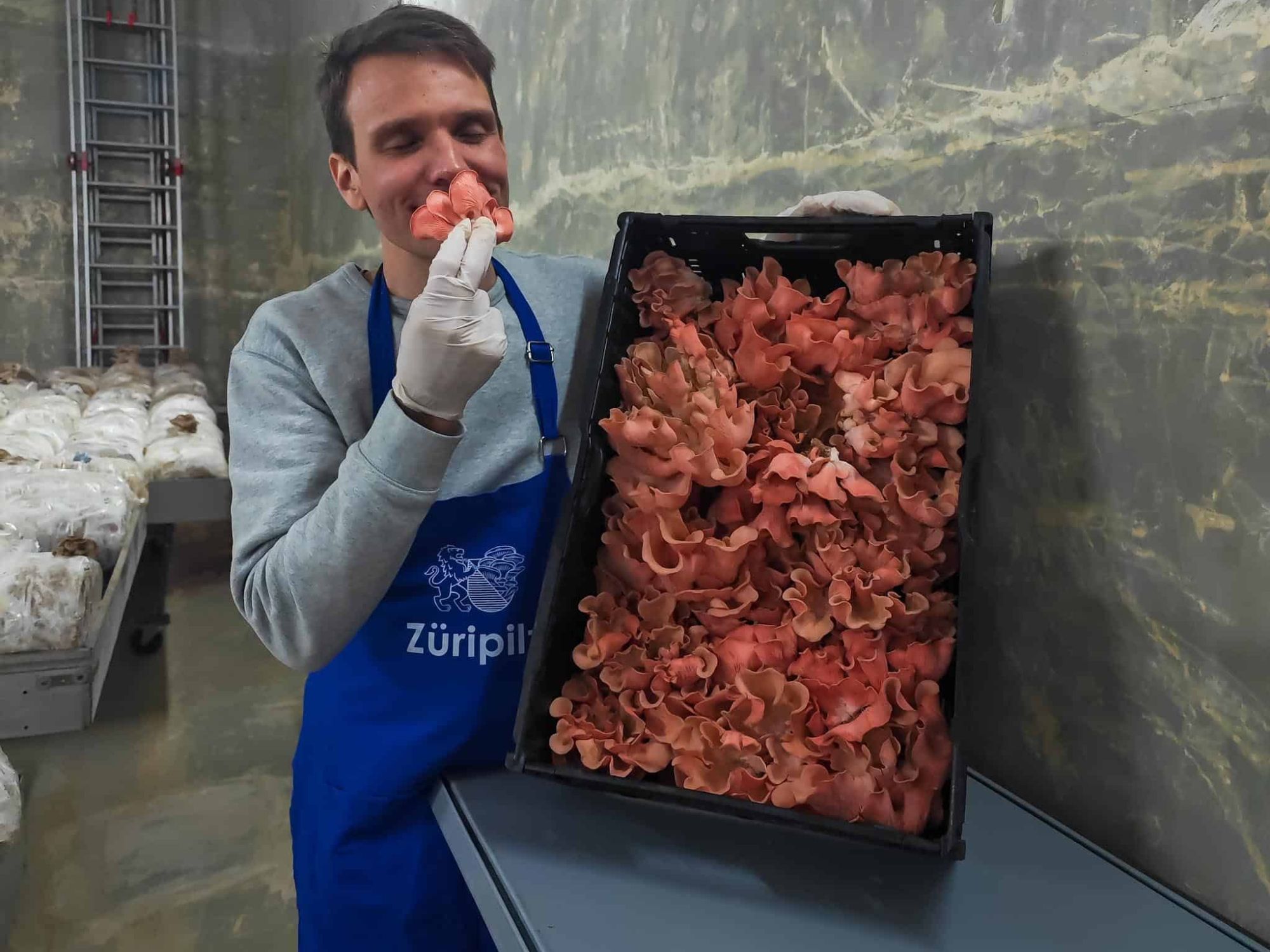 carsten-pleurotes-roses-ifco-zurich-champignon-de-zurich