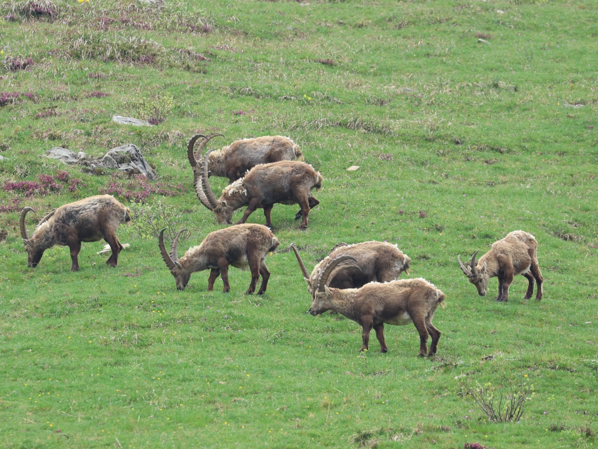 Nature safari ibex at Niederhorn