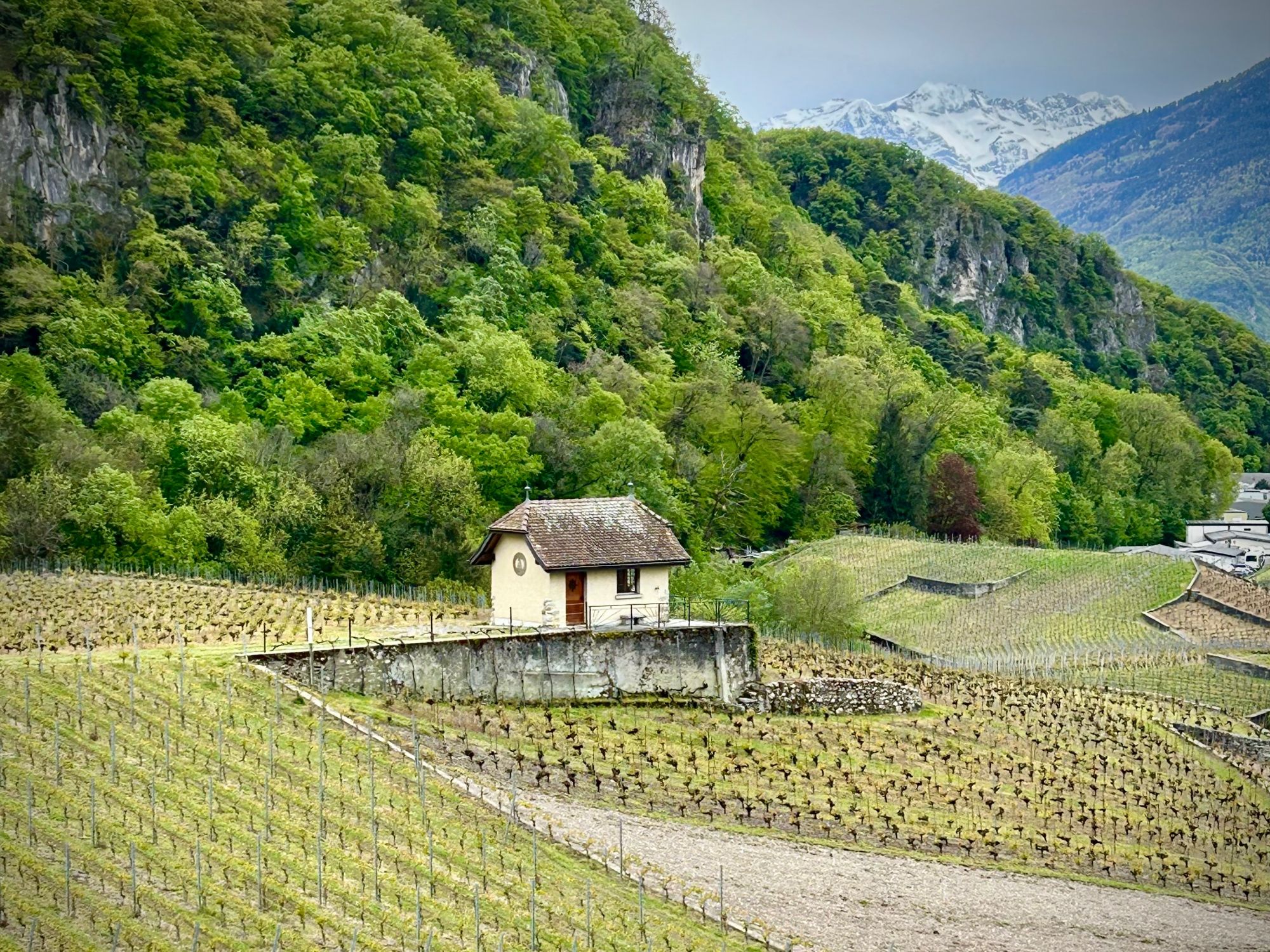 Vinice kolem hradu - 1