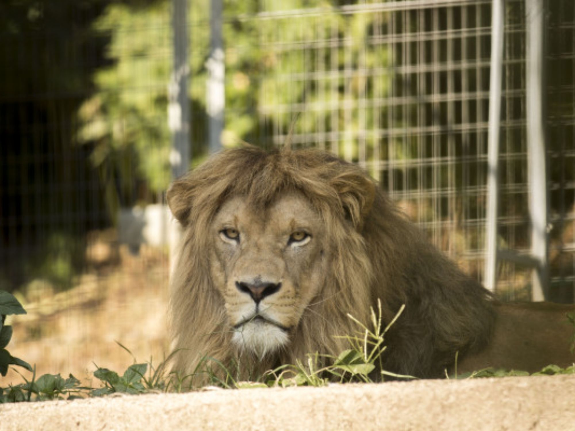 gambar-besar-651684a54645c236616420-pangkas600-400