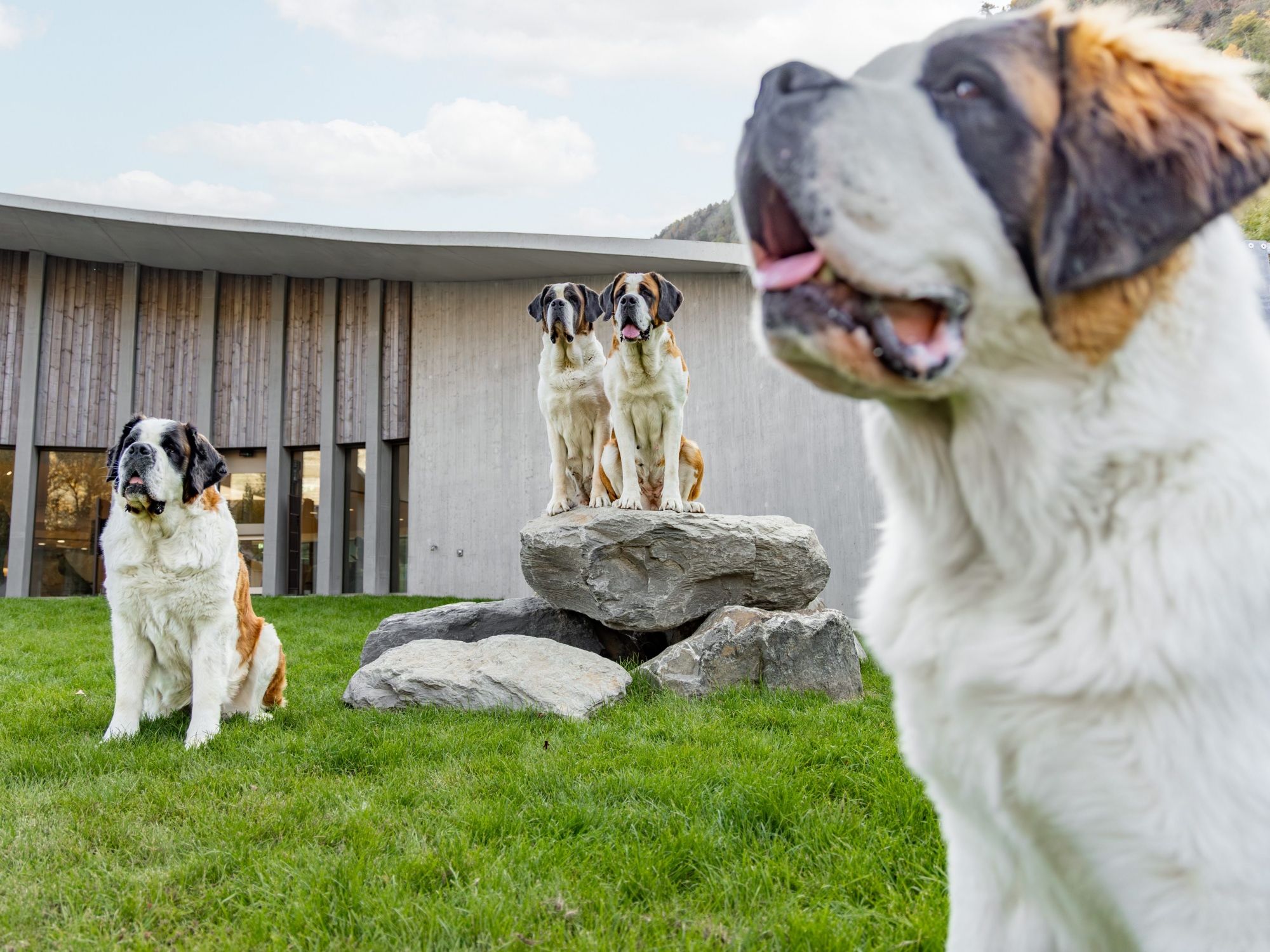 야외 반려견 공원(c) Thomas Masotti