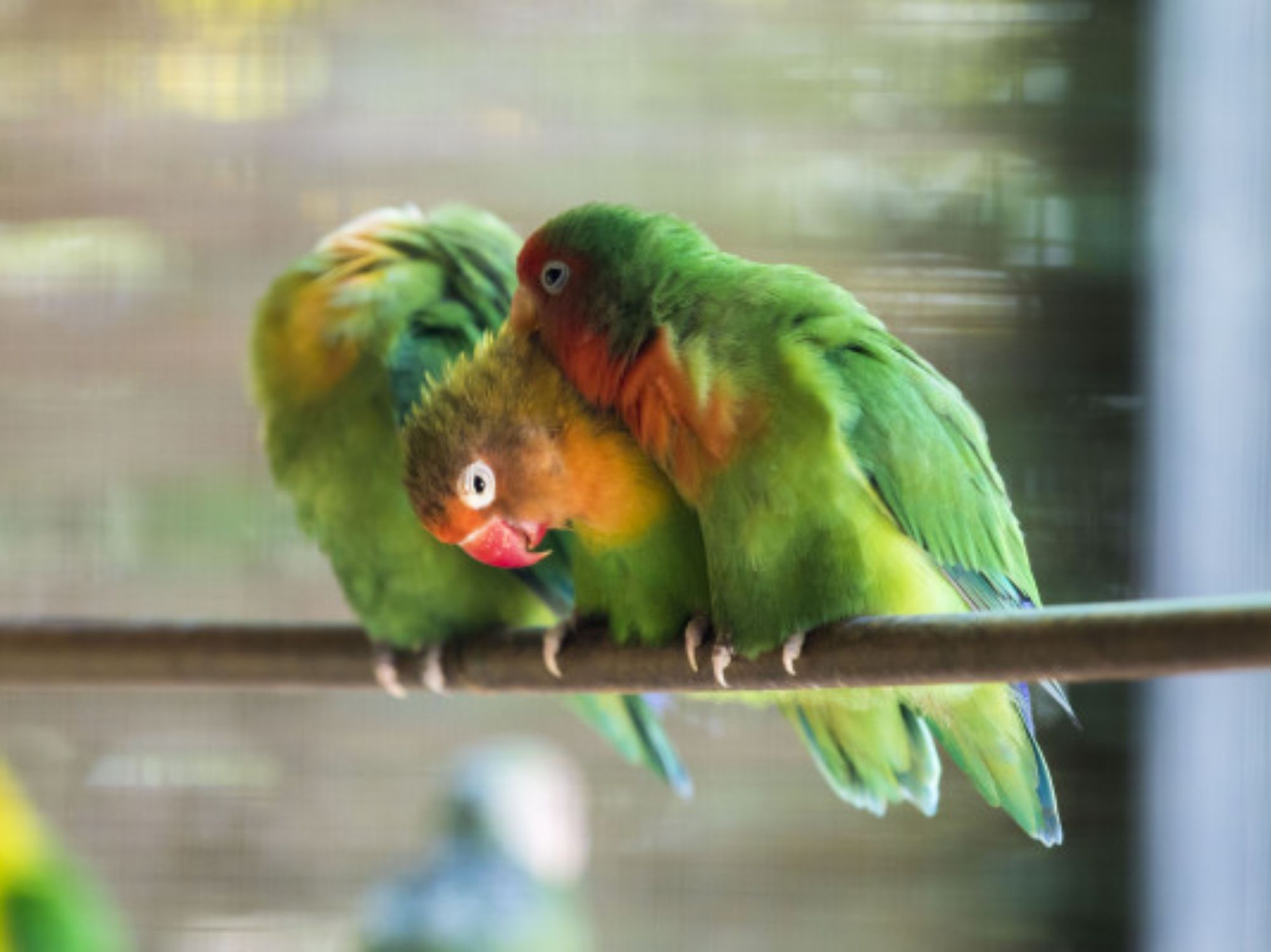 imagem-principal-651685252fca3637892632-recortada600-400