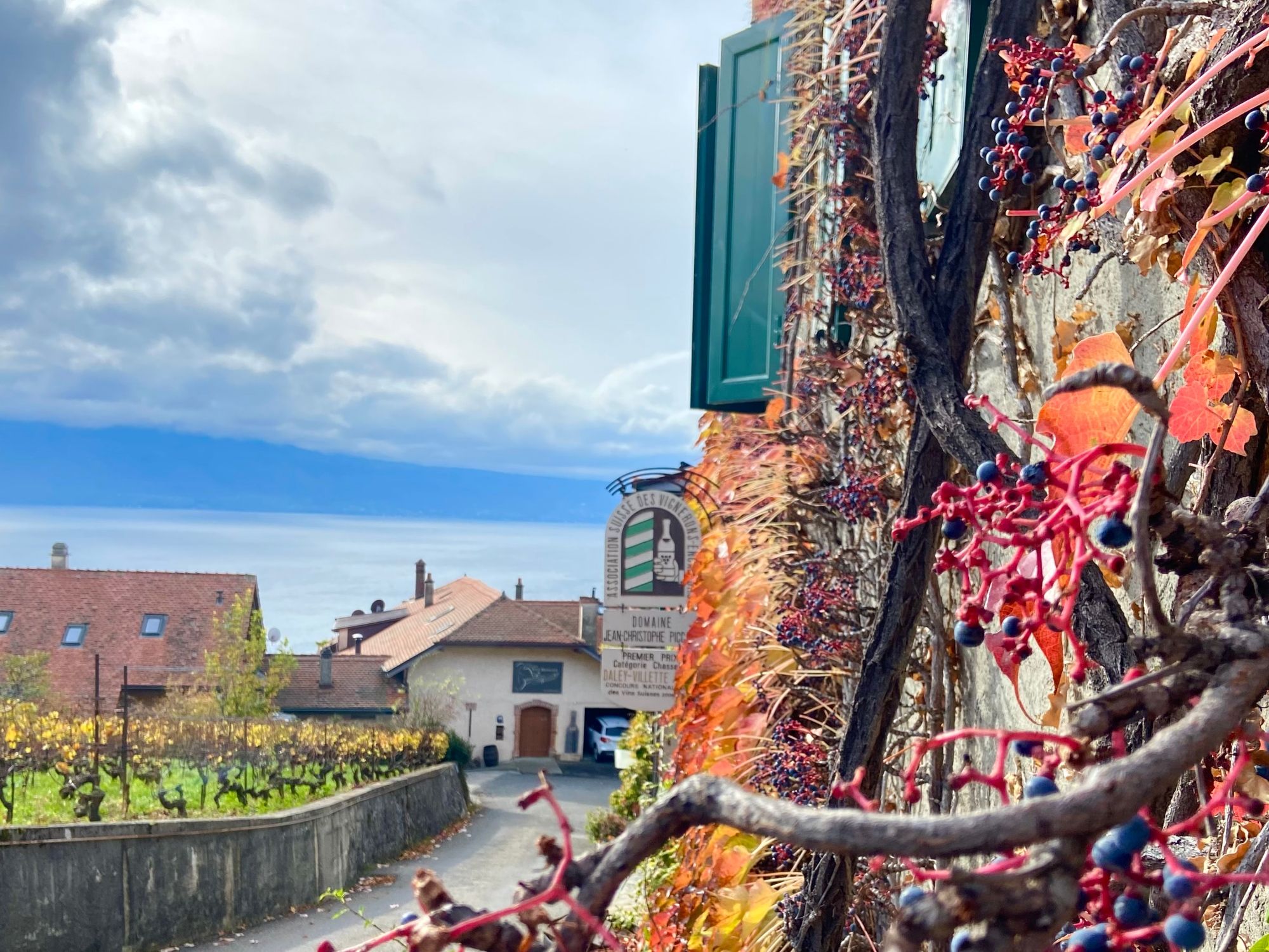 Excursión privada de vino en Lavaux desde Lausana