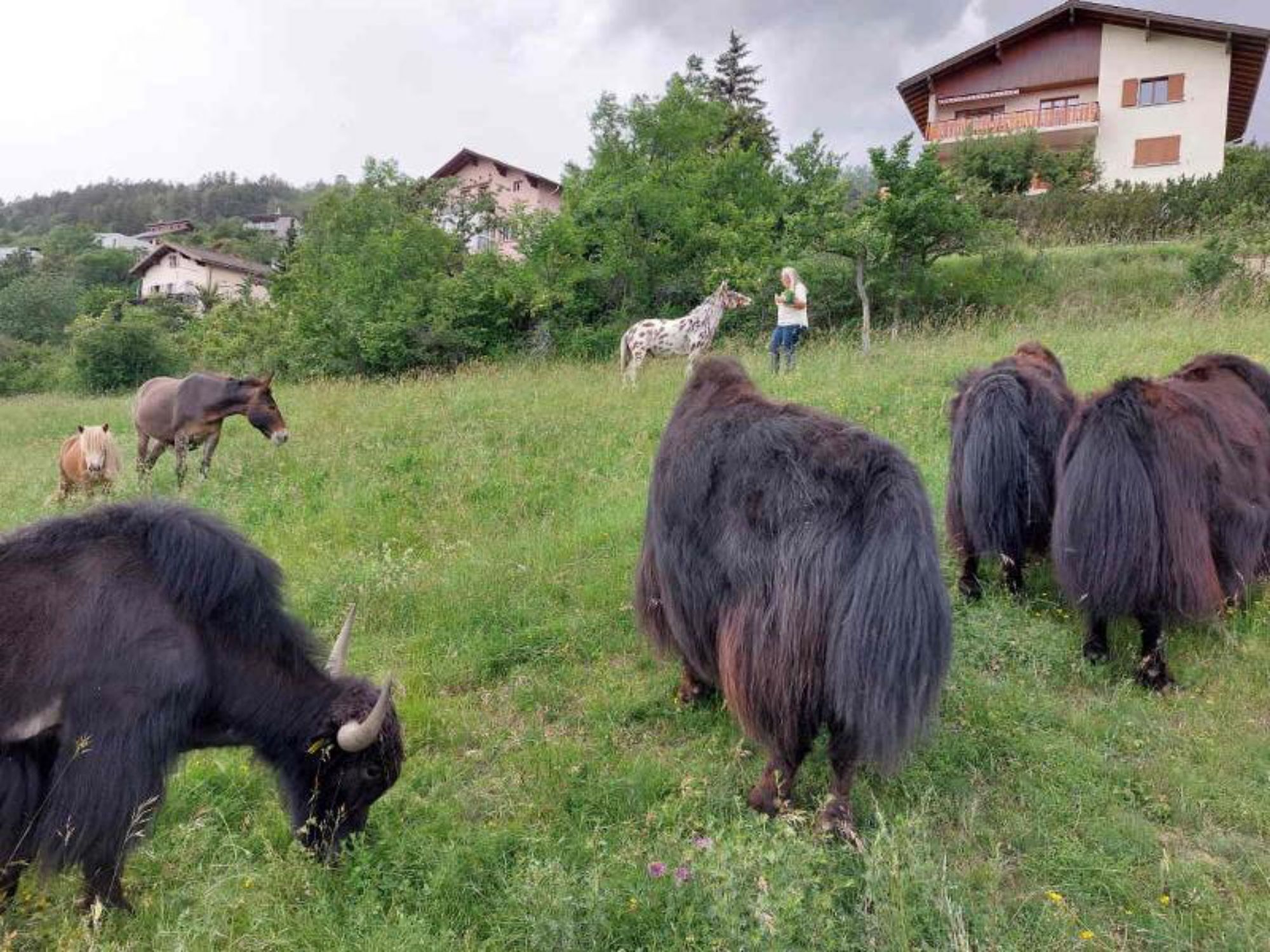 TDS00020015424182236_stoerrelse_800_0