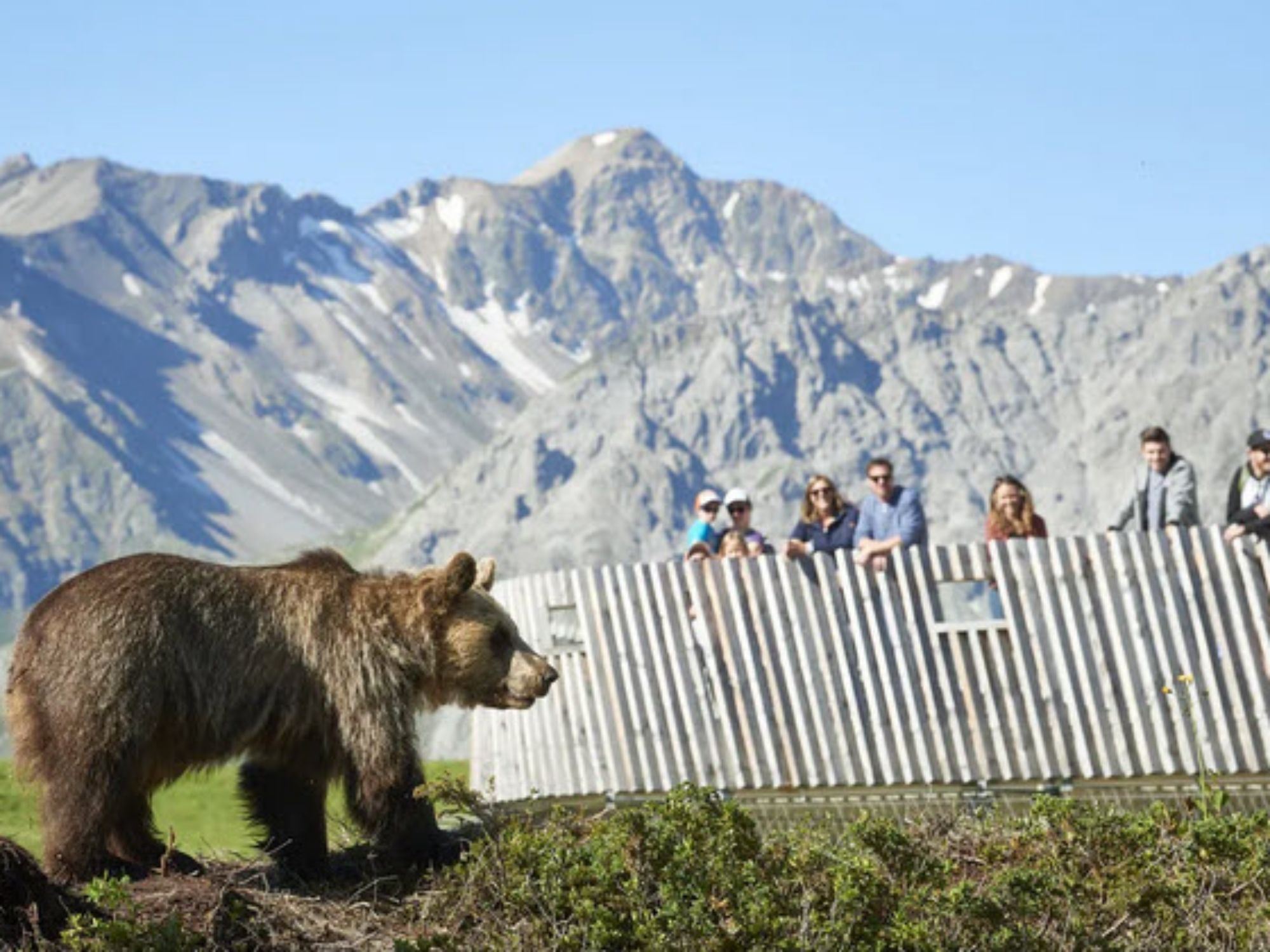 bears1