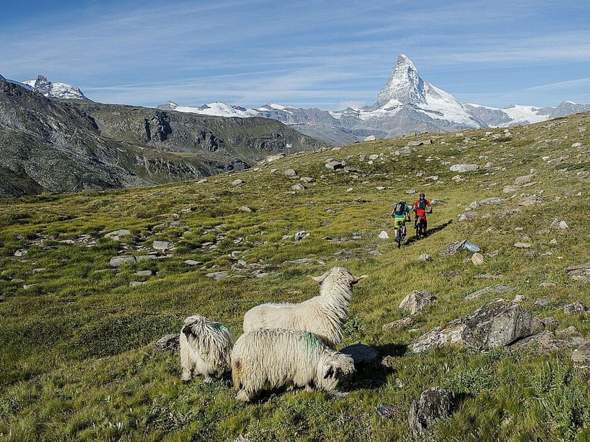 csm_zwartneus-schapen-matterhorn_c1acfb93dc