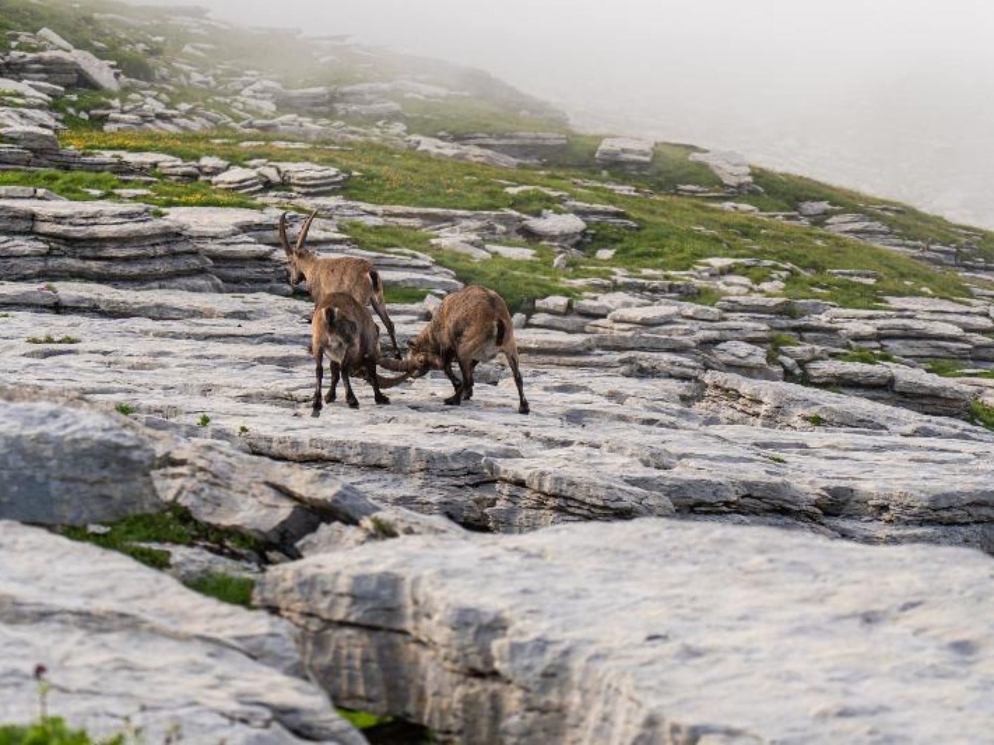 Steinböcke auf Felsen