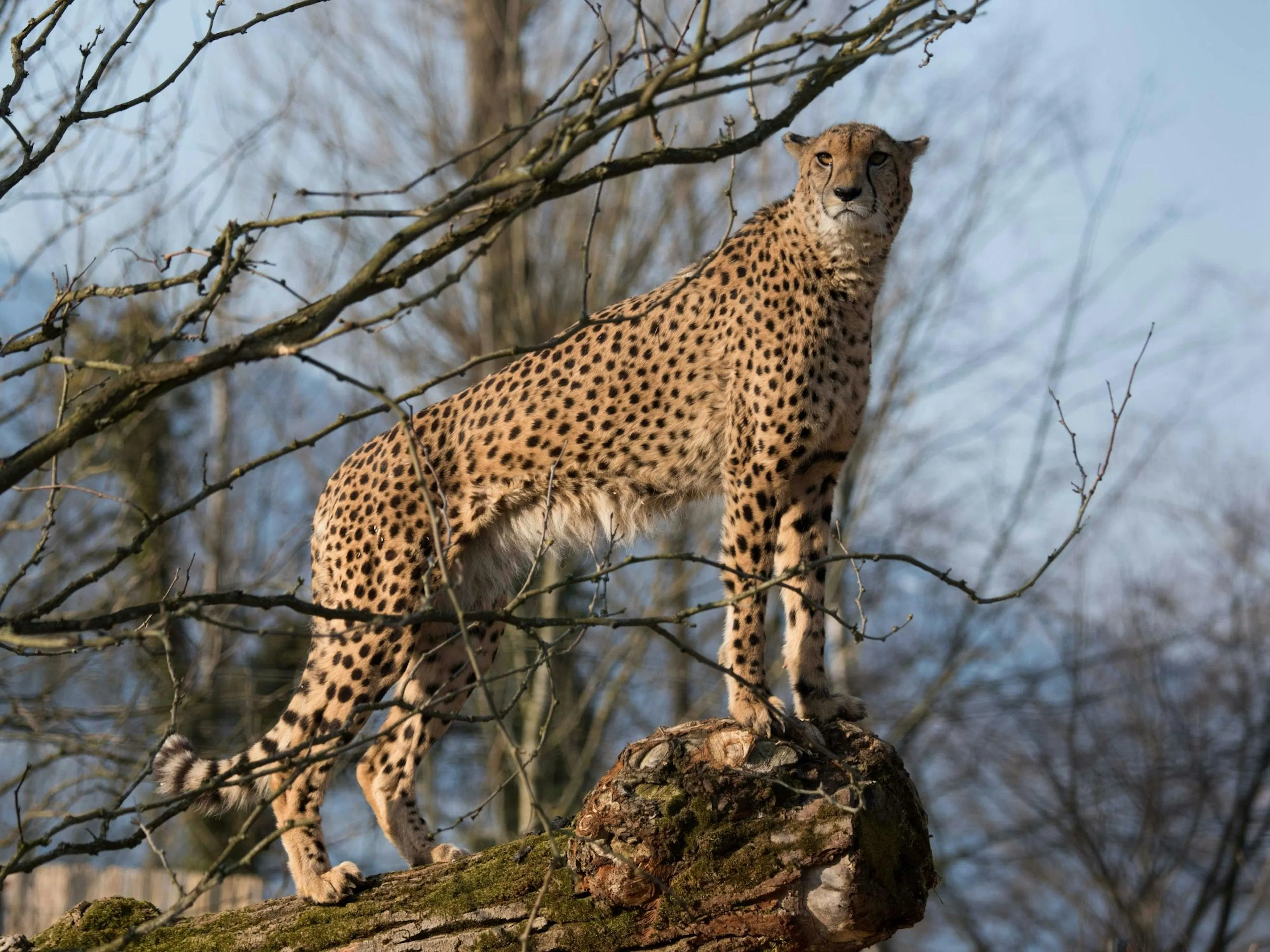 Spotkanie z gepardami w Knies Kinderzoo Rapperswil
