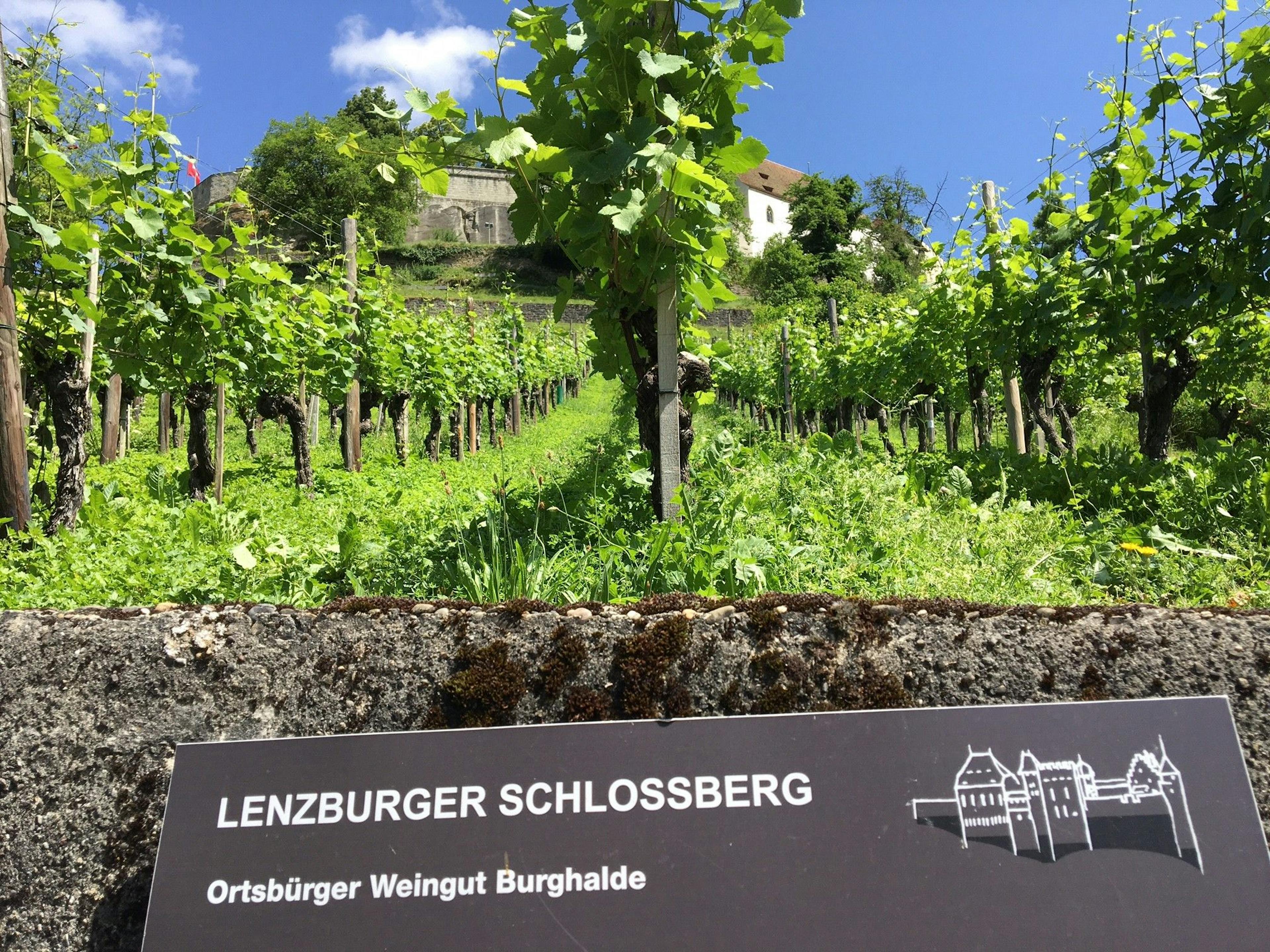 "Trouve-le-Code : Sauterelles Fluorescentes" Jeu d'Évasion en Plein Air à Lenzbourg
