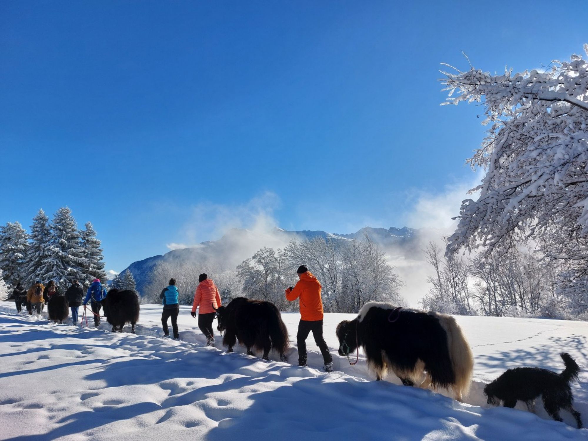 Ein Nomadenabenteuer: Mit Yaks auf Wanderschaft ab Chermignon d'en Haut
