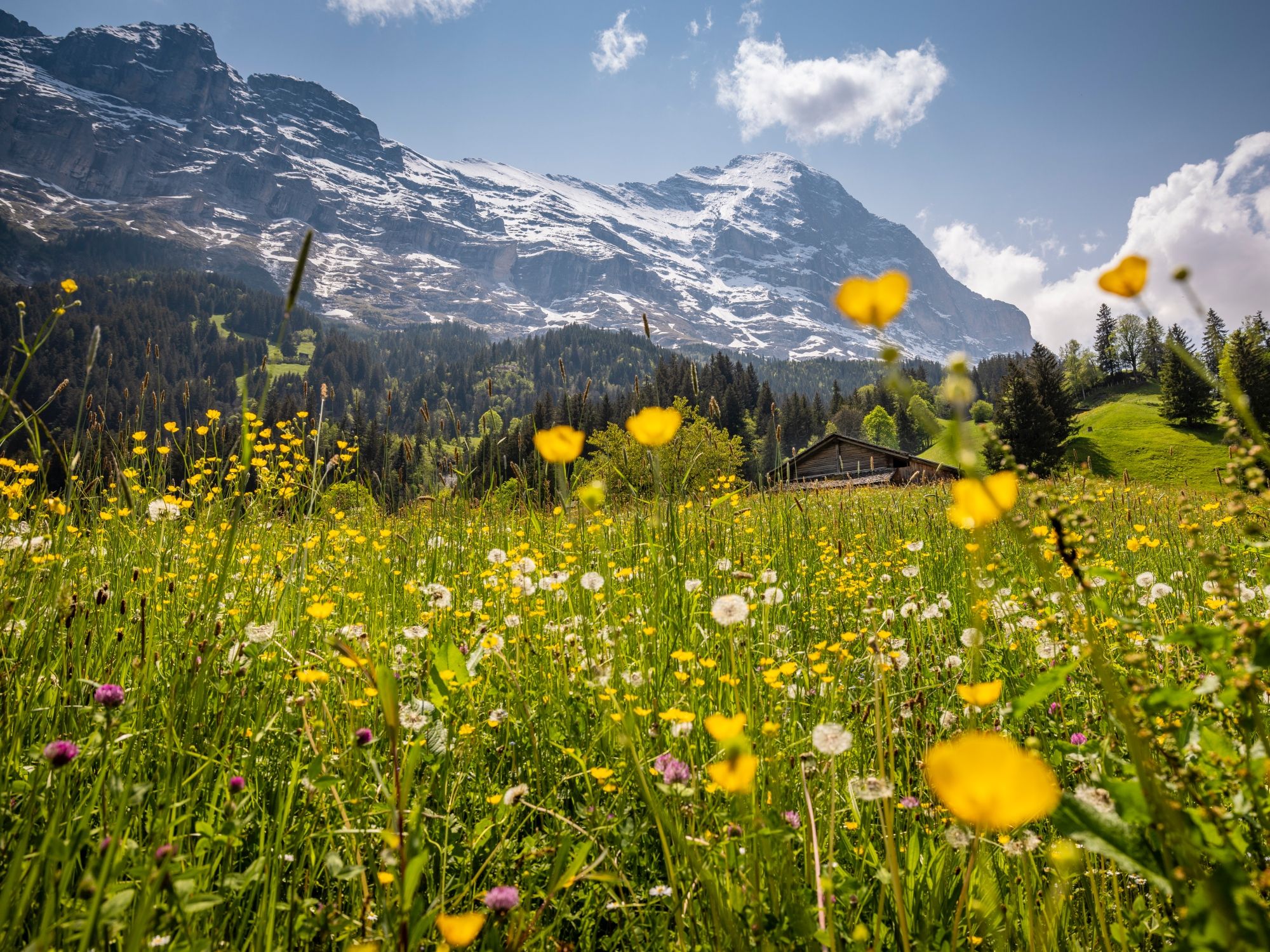 Grindelwald'da İlkbahar3