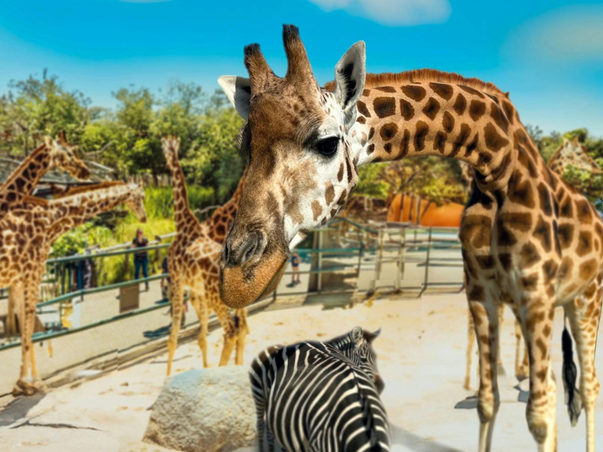 zyrafa-przedszkole-zoo-3