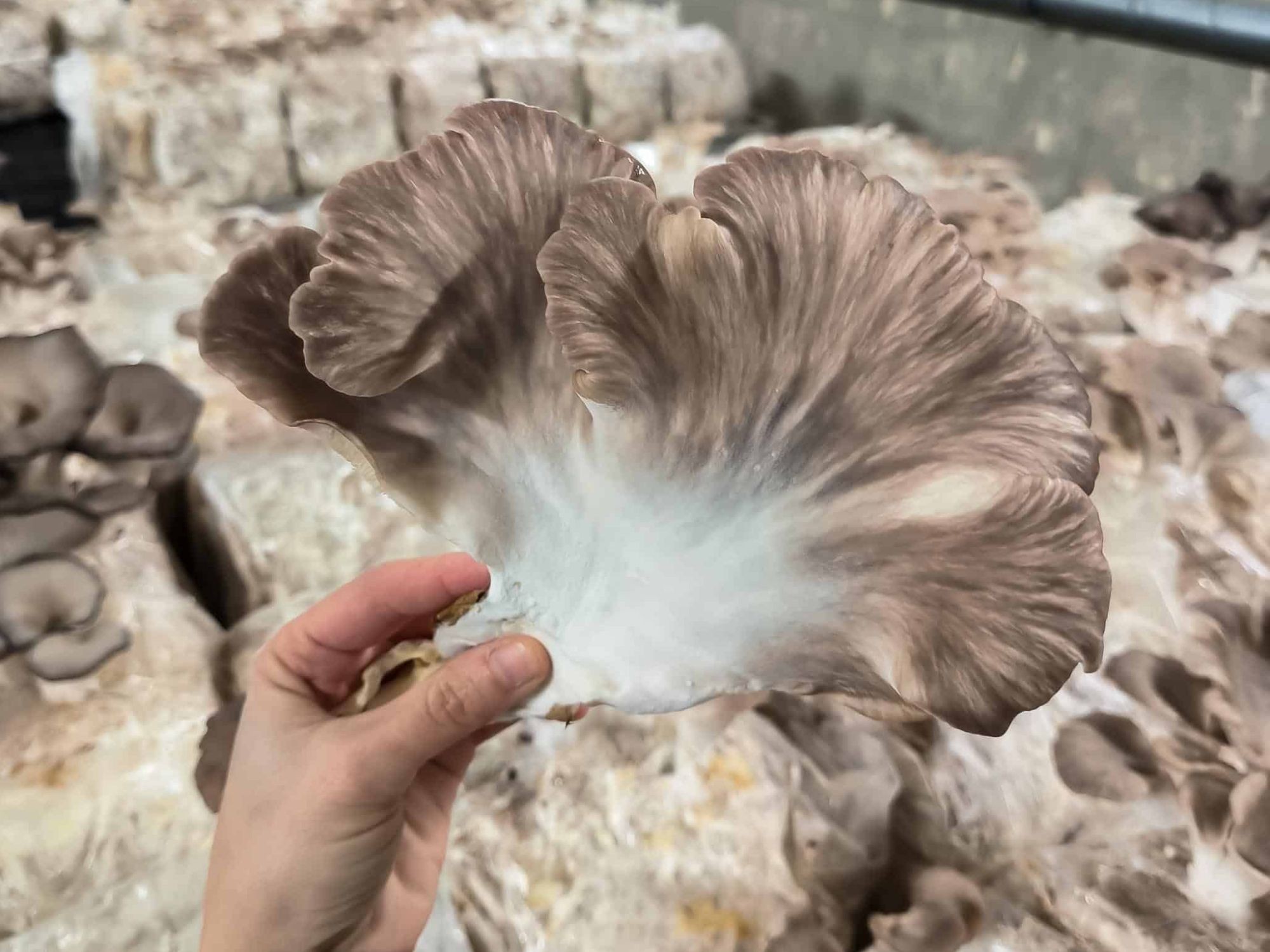 silvi-avec-motifs-couleurs-de-pleurote-brun