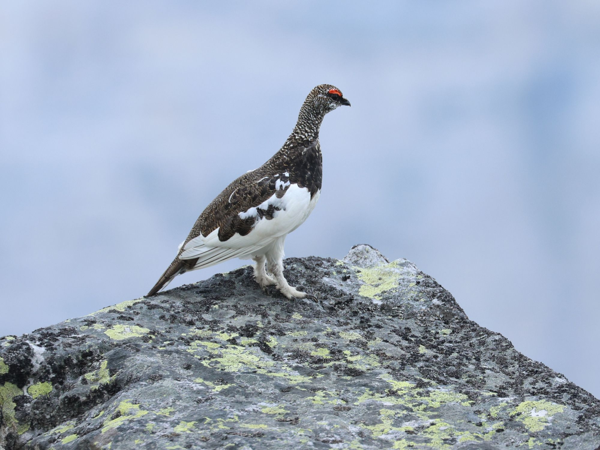 高山雪鸡（5只）