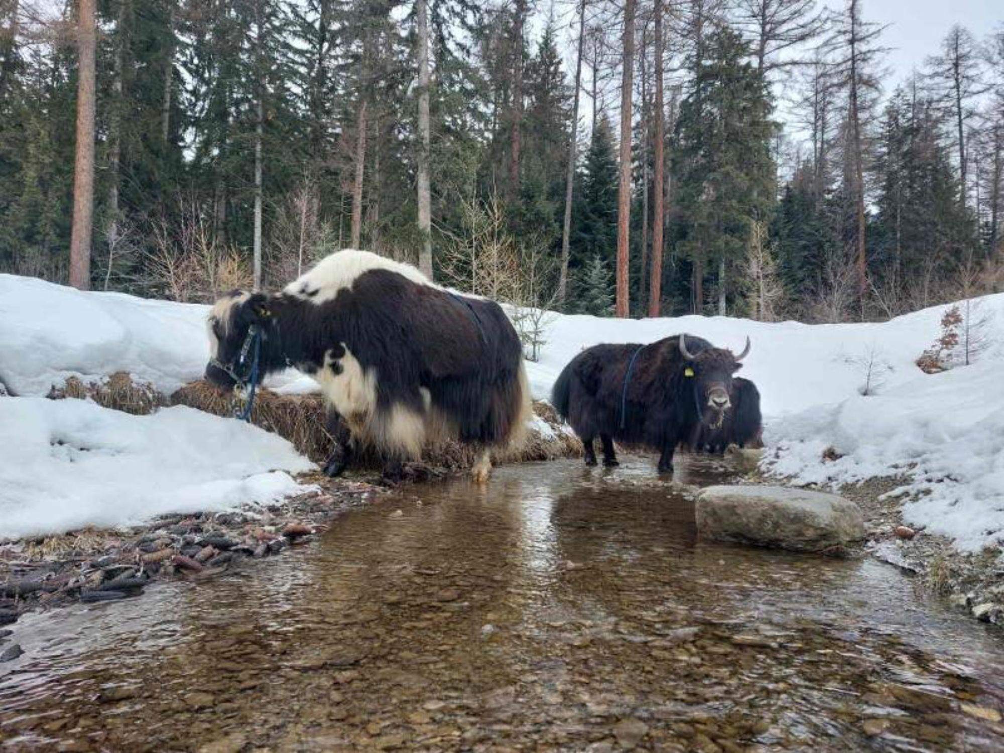 TDS00020015155929162_sized_800_0