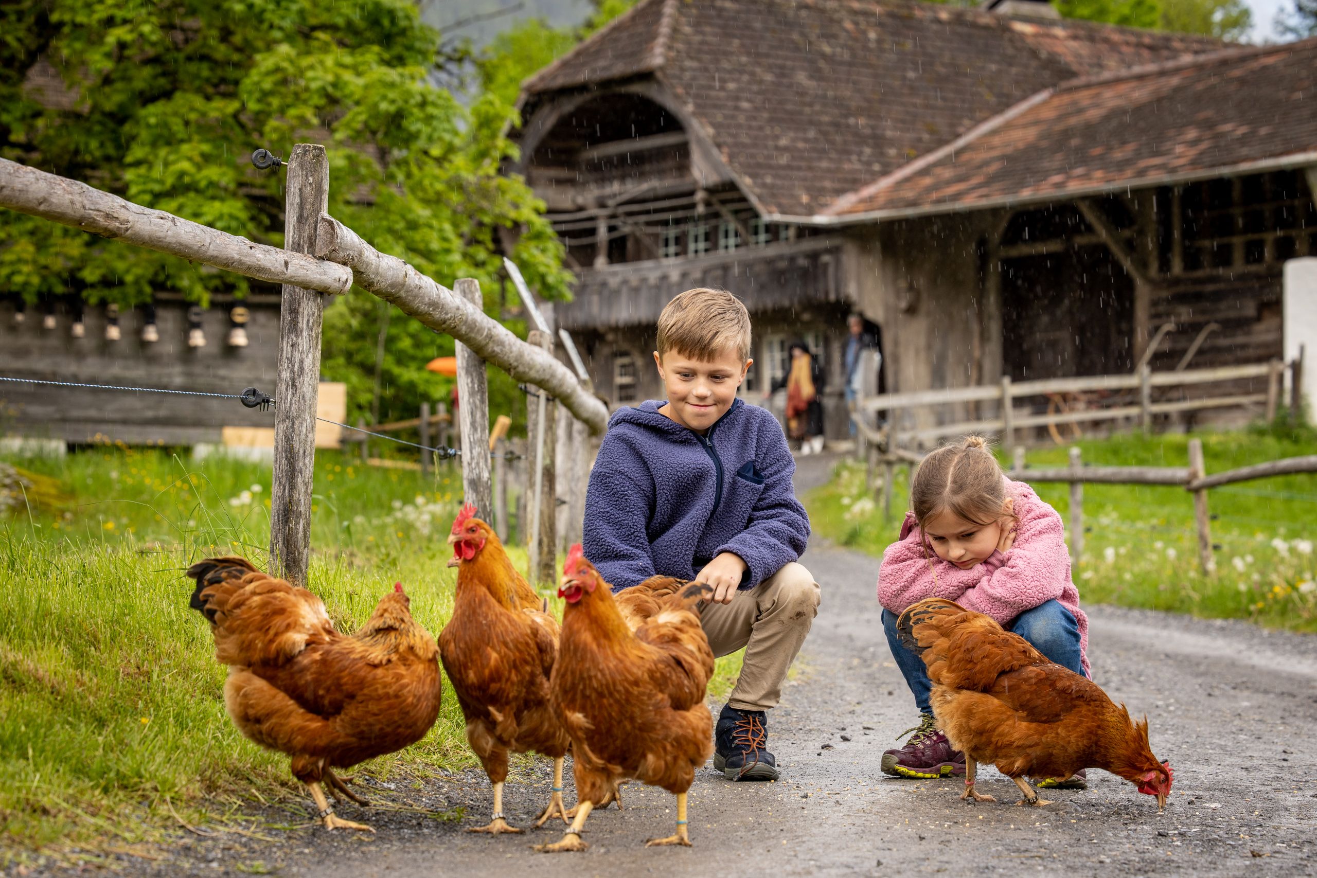 Ballenberg：孩子们在农场春天时与小鸡相遇玩耍。