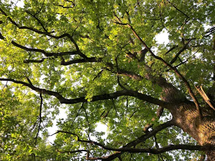 Baum im Frühling mit frischem Laub und Sonne