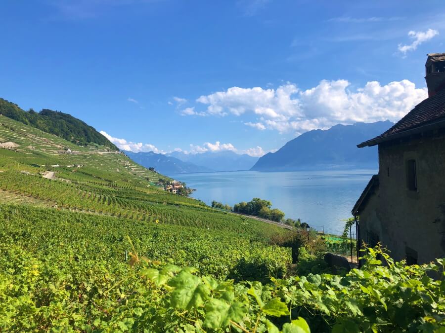 Lavaux Weinberge: malerische Weinlandschaft am Genfersee mit Blick auf die Berge