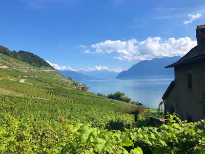 Lavaux Weinberge: malerische Weinlandschaft am Genfersee mit Blick auf die Berge