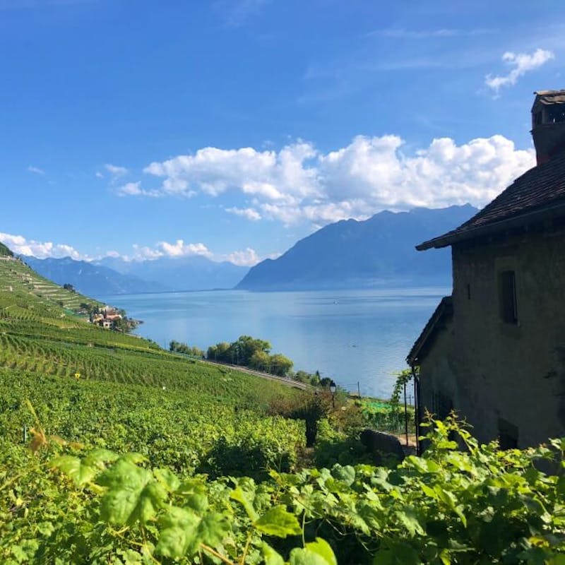 Lavaux Weinberge: malerische Weinlandschaft am Genfersee mit Blick auf die Berge