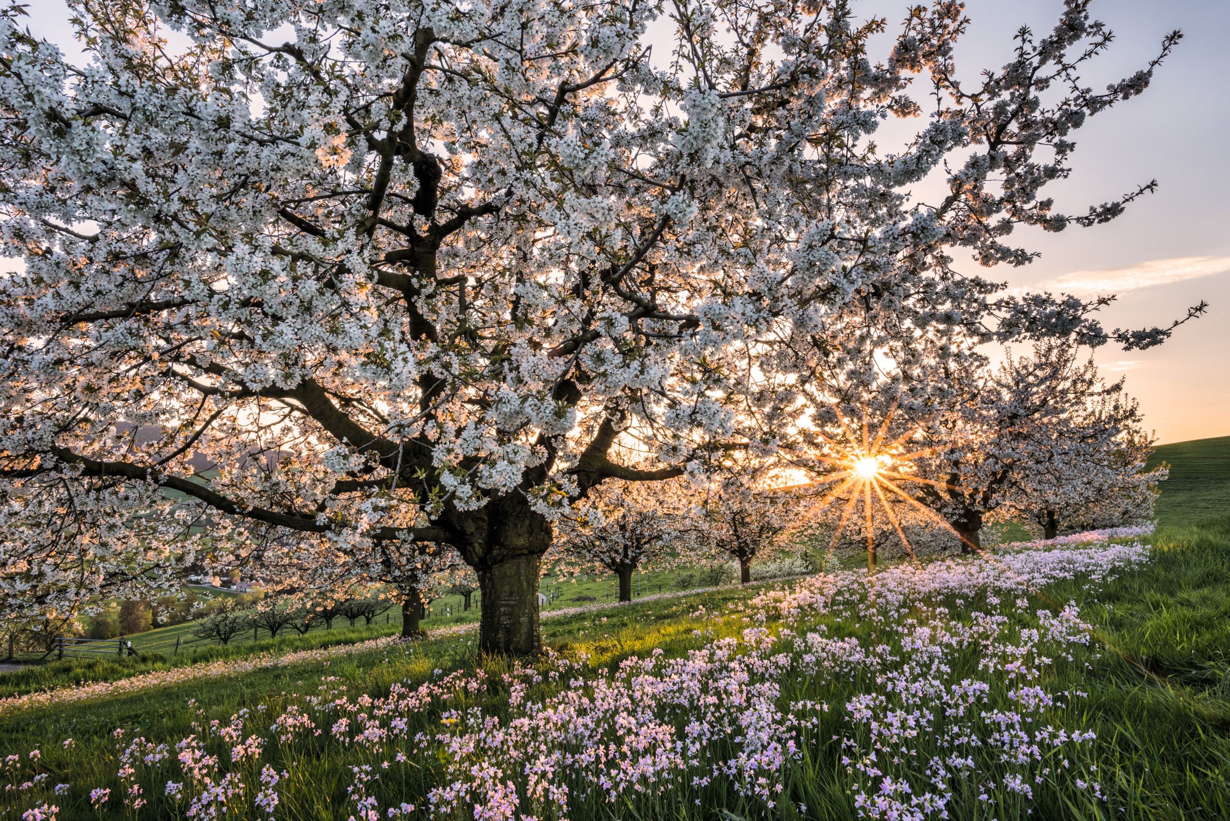 Flores de cerejeira: árvores de cerejeira em flor na primavera com pôr do sol e campos floridos na natureza