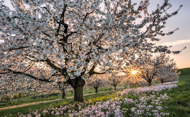 Cherry blossom in spring (Photo: Switzerland Tourism Martin Mägli)