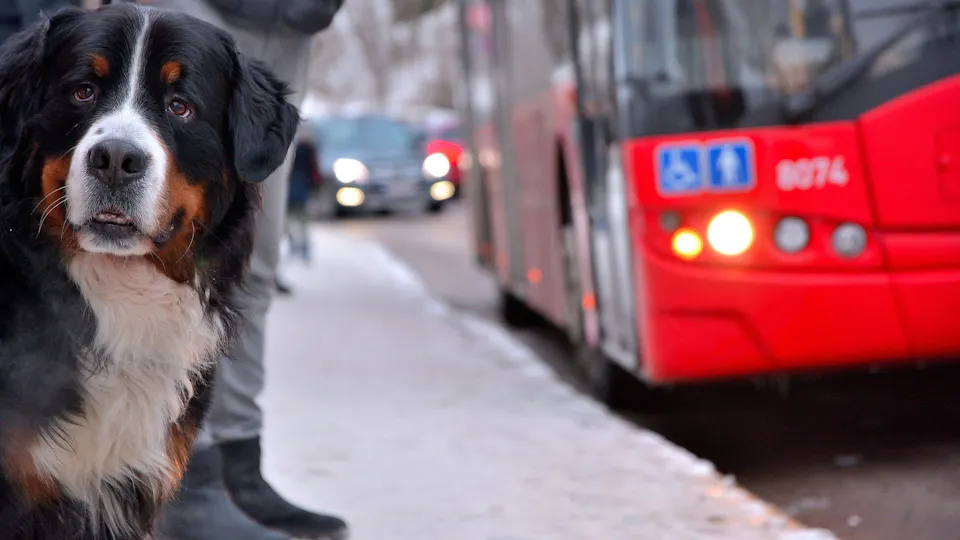 Hund
