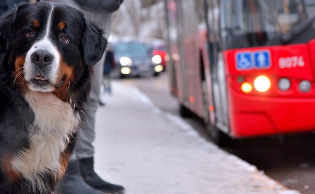 Hund und Bus (Foto: pixabay)