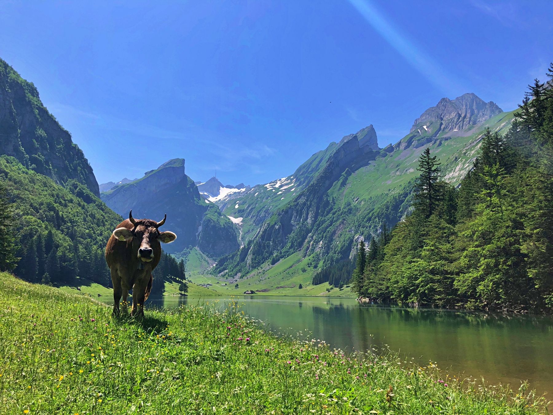 Seealpsee: 여름에 아름다운 호수와 산에서 소들이 풀을 뜯고 있습니다.
