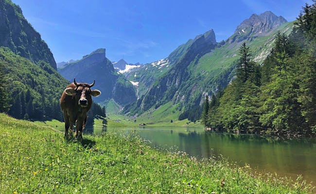 Seealpsee: Køer græsser om sommeren ved den maleriske sø omgivet af bjerge.