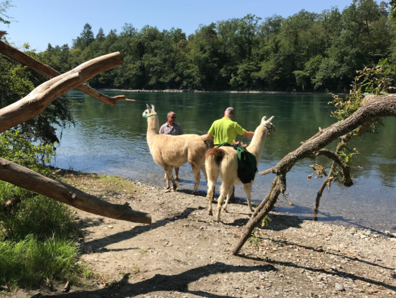 Przewodnik trekkingowy z lamą i alpaką podczas aktywności wodnych