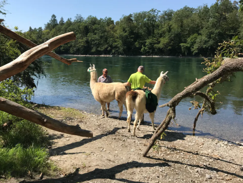 Lama und Alpaka Trekking Guide Wyland Uszit