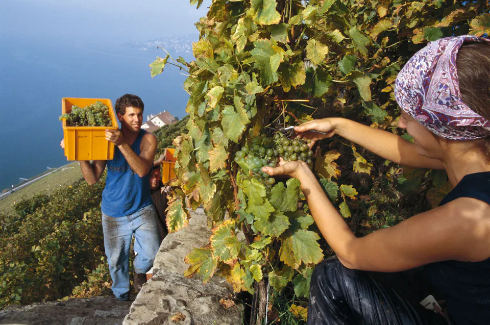 Genfersee Weinernte