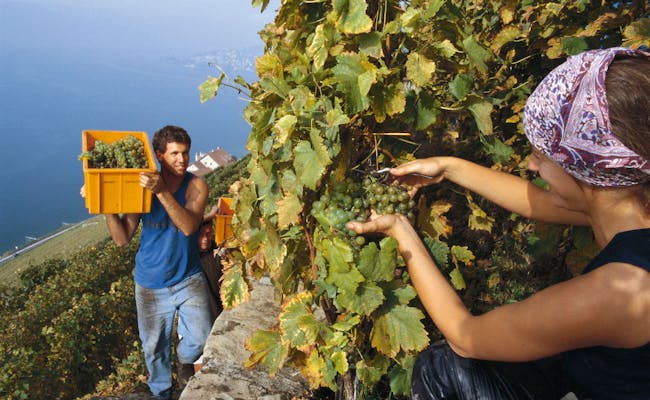Wine harvest (Photo: Switzerland Tourism, Peter Maurer)