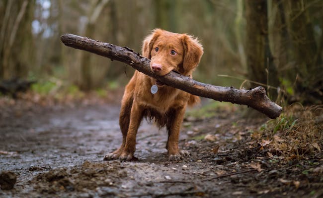 Hund im Wald (Foto: unsplash)