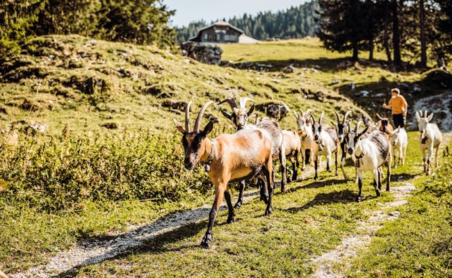 Parc naturel des chèvres de Gantrisch (photo : Suisse Tourisme, Ivo Scholz)