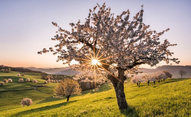 Cherry blossoms in spring (Photo: Switzerland Tourism Martin Maegli)