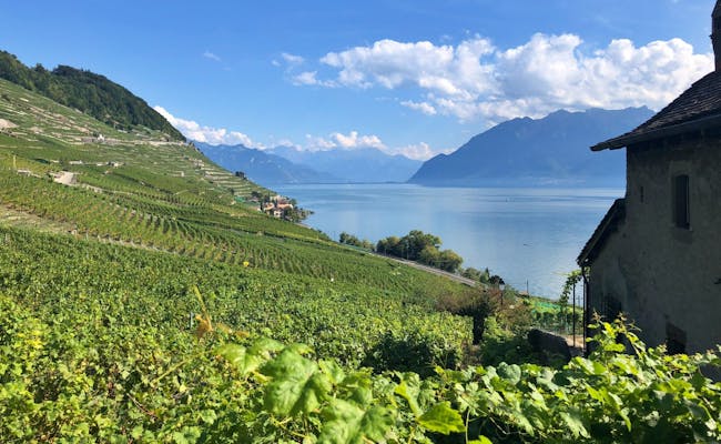 Vigneti di Lavaux con viti e vista sul Lago di Ginevra, ideale per gli amanti del vino e della natura.