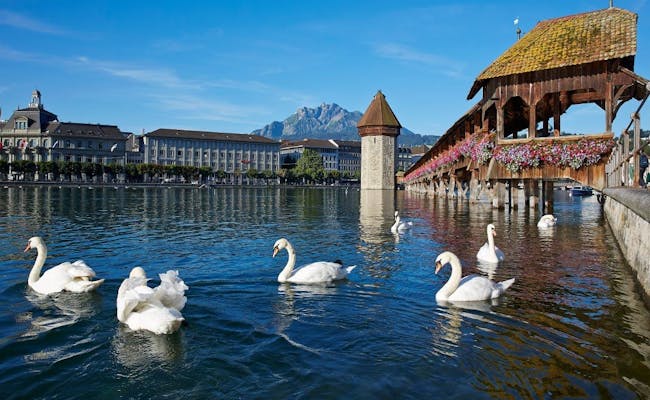 Lucerne with swans and Chapel Bridge in the background