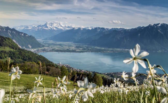 Daffodils (Photo: Maude Rion Montreux Tourisme)