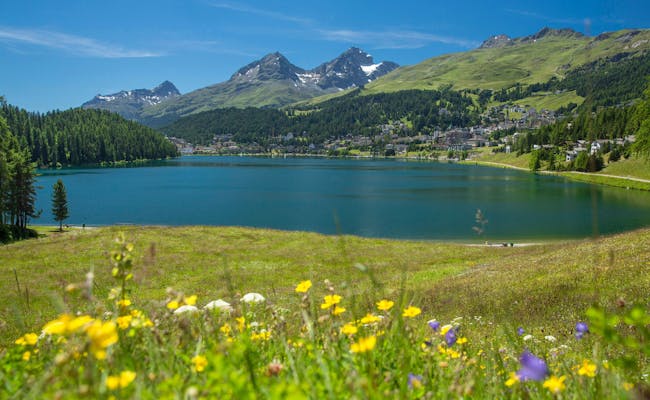 St. Moritzsjön med blomstrande ängar, gröna omgivningar och bergslandskap